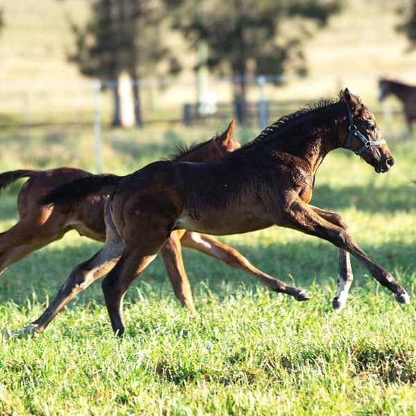 Willow Saturday Double